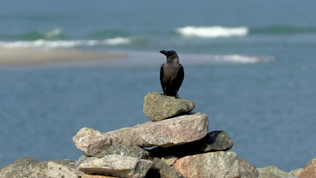 Crow sitting on a pile of rocks near a shore - perfect shot
