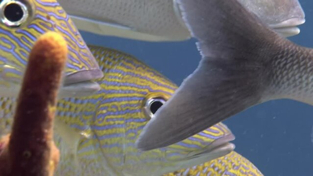 School of tropical fish (Trevally) and colorful corals under the pier. Scuba diving in the blue ocean, underwater video. Corals and fishes, marine wildlife in Bahamas.