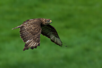 Closeup of a majestic common buzzard flying on a blurred green background
