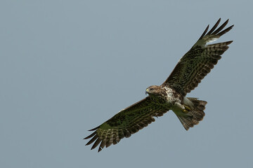Majestic buzzard flying above a meadow with wide-opened wings in the clear azure sky