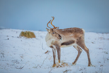 Portrait of a reindeer with antler