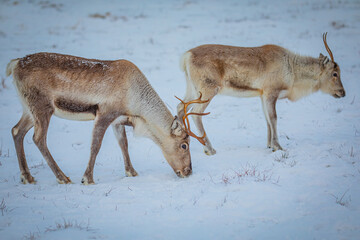 Obraz premium Portrait of a reindeer with antler