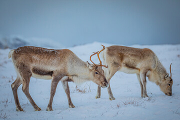 Portrait of a reindeer with antler