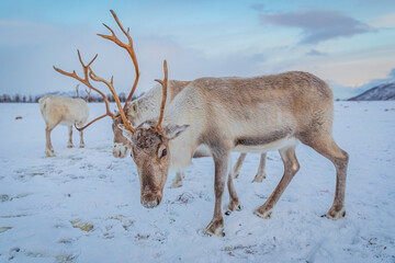 Portrait of a reindeer with antler