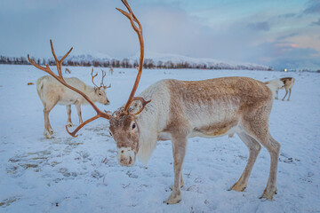 Portrait of a reindeer with antler