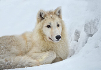 white wolf in snow