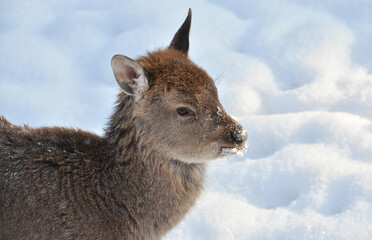 deer in the snow