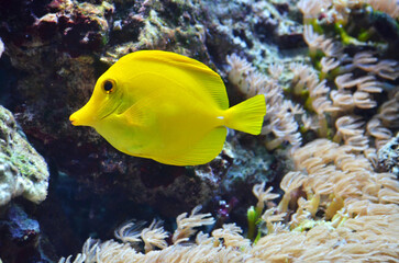 yellow tang fish
