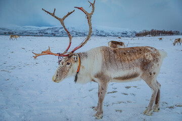 Portrait of a reindeer with antler