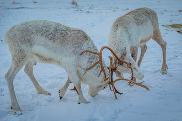 Portrait of a reindeer with antler, Reindeers fight