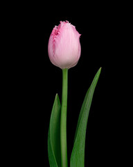 Beautiful pink-white blooming tulip with green stem and leaves isolated on black background. Studio shot.