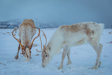 Portrait of a reindeer with antler