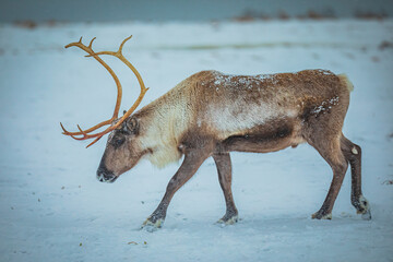 Portrait of a reindeer with antler