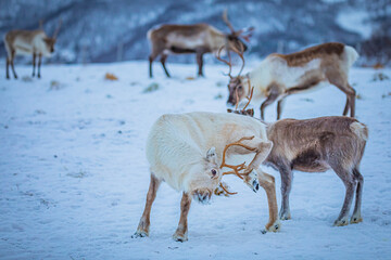 Portrait of a reindeer with antler