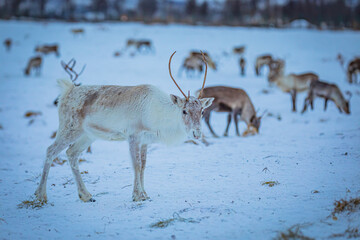 Portrait of a reindeer with antler