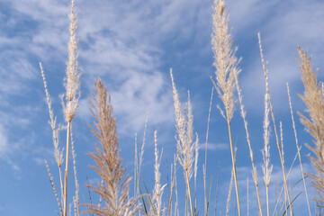 Fototapeta premium Blue sky , Clouds and blue sky , white fluffy clouds on blue sky in summer , White cumulus clouds formation in blue sky , Background with clouds on blue sky , blue sky background with clouds
