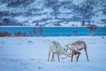 Portrait of a reindeer with antler, Reindeers fight