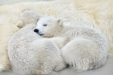 Obraz na płótnie Canvas two polar bears
