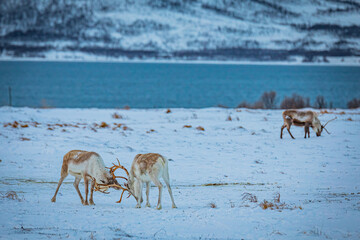 Portrait of a reindeer with antler, Reindeers fight