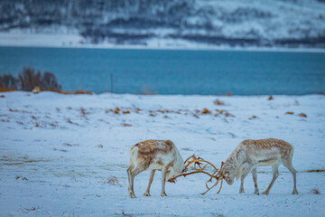 Portrait of a reindeer with antler, Reindeers fight