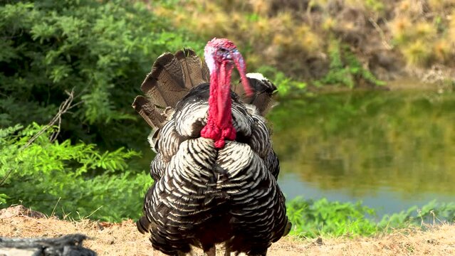 Wild free range turkey in its natural habitat