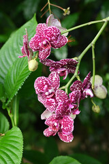 Orchid flowers