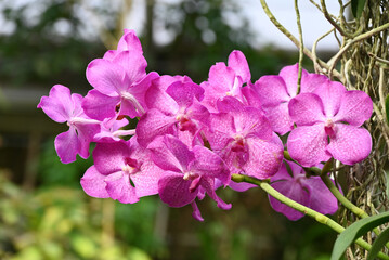 Orchid flowers