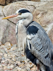 Vertical closeup shot of a Grey Heron standing on rocks near the sea