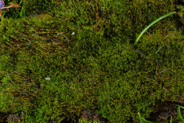 Macro moss with water drops. Texture