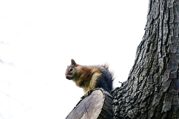 Squirrels are members of the family Sciuridae, a family that includes small or medium-size rodents. 
