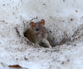 A wild rat peeks out of a hole in the dirty snow
