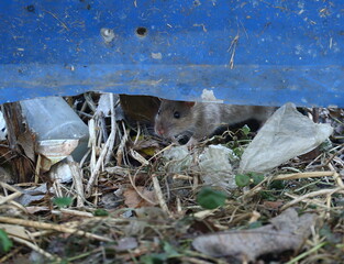 A wild rat looks out from under a blue metal fence