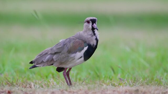 Pantanal natural landscape shot of a wild southern lapwing bird, vanellus chilensis continuously busy preening and cleaning its feathers all over its body while standing still on the grassy ground.