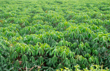 cassava, in cassava fields in the rainy season, has greenery and freshness. Shows the fertility of...