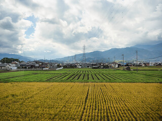 Fototapeta na wymiar 一面に広がる畑と遠くに見える民家の風景