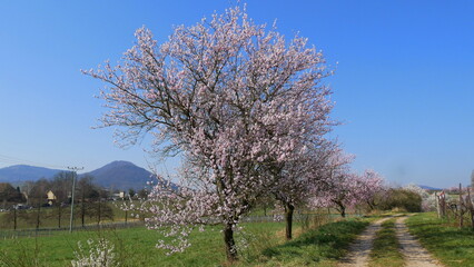Auf dem Pf&auml;lzer Mandelpfad