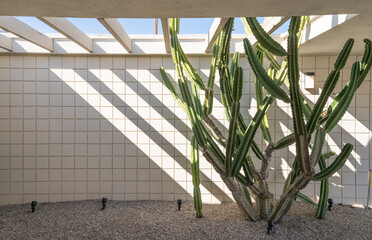 Shot of a huge cactus growing on the sand against a white ceramic tile wall with an open ceiling