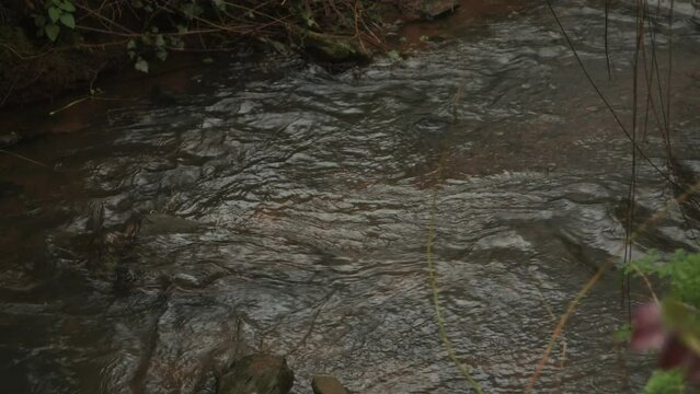 A babbling brook in the Somerset countryside