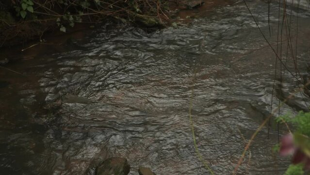 A babbling brook in the Somerset countryside