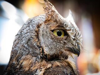 Closeup portrait of a majestic own above its cage in the city of Damascus