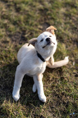 Biały Pies Labrador - obrazy, fototapety, plakaty