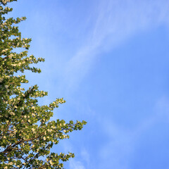 flowering pear tree with a pyramidal crown against the blue sky. spring season in the garden