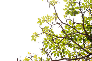 green leaf with branches on a white background