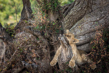 Closeup of a furry lion cub laying on a tree trunk, Zambia - Powered by Adobe