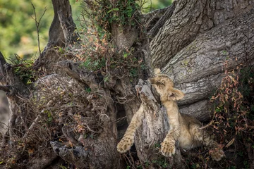 Foto op Aluminium Closeup of a furry lion cub laying on a tree trunk, Zambia © Reiter Photography/Wirestock Creators