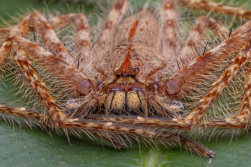 Closeup of a barn spider on a green leaf - Powered by Adobe