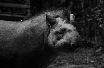 Tapir géant dans la forêt amazonienne au brésil 