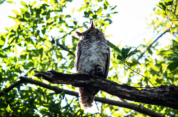 un hiboux dans un arbre