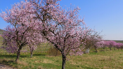 Bl&uuml;hende Mandelb&auml;ume am Pf&auml;lzer Mandelpfad