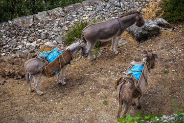 Donkeys in Blaca monastery, Brac island